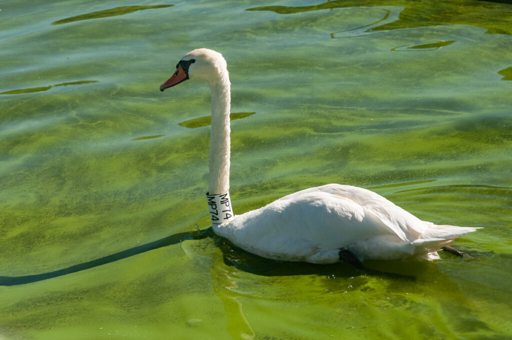 Лебедь на озере Орестиада