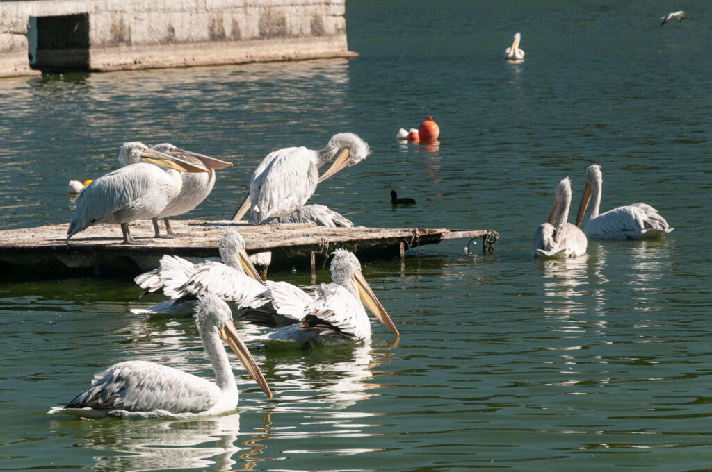 Достопримечательность озера – пеликаны